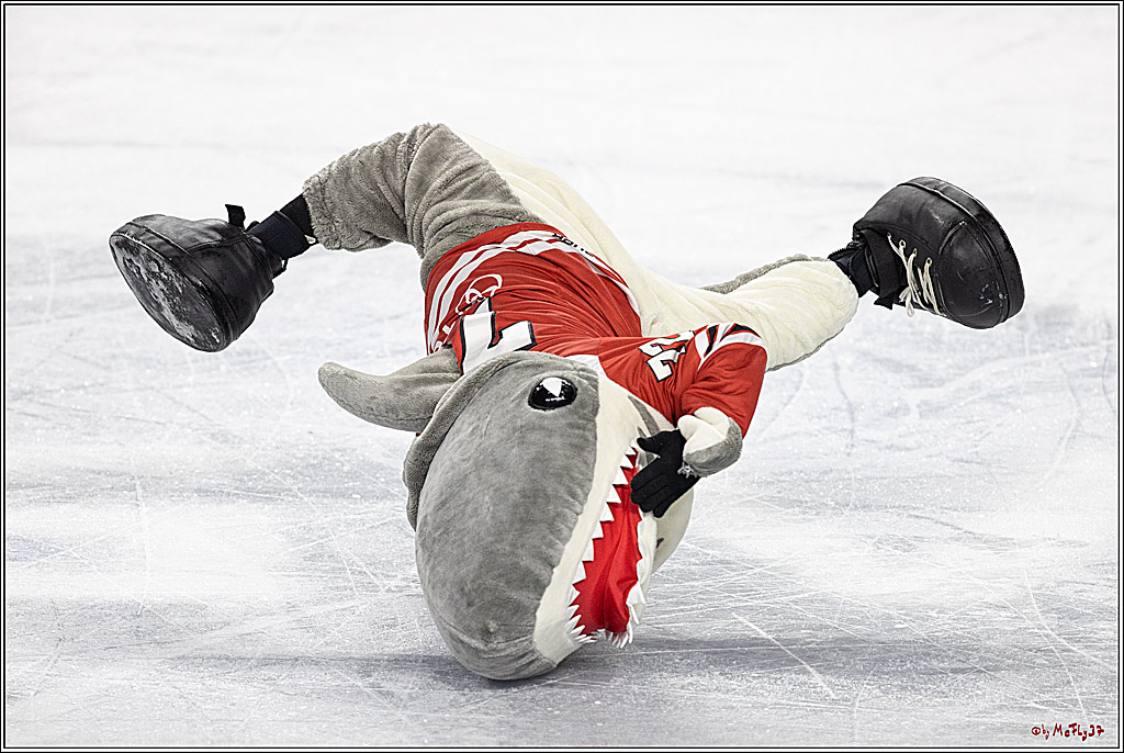 PENNY DEL;  Kölner Haie - Augsburger Panther; Köln, 20.12.2022